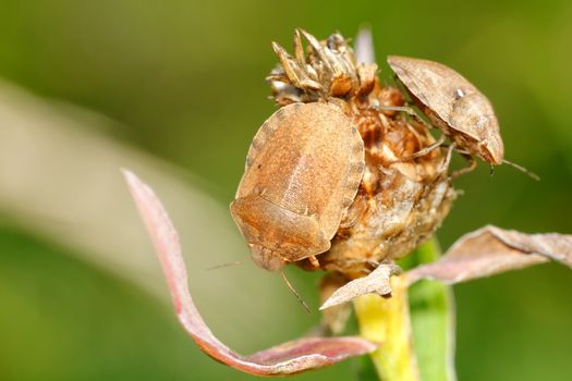Two brown shied bugs sitting on brown bloom