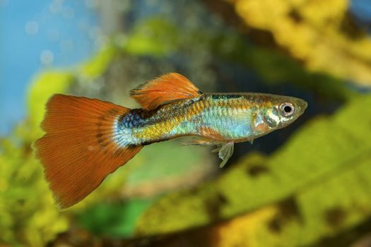 Guppy fish in a aquarium with blurred background