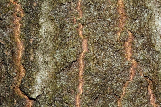 Nice detailed macro brown tree terk