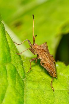 Brown shield bug sitting on the green leaf