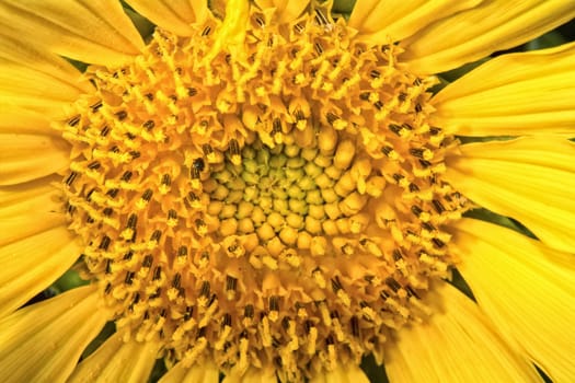 Detail of the center of the flower yellow sunflowers