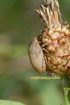 Brown shied bug sitting on the brown bloom