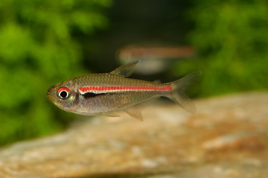 Tetra fish from the genus Hemigrammus in the aquarium