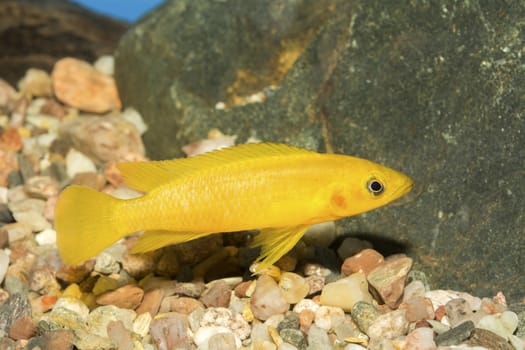 Cichlid fish from genus Neolamprologus in the aquarium