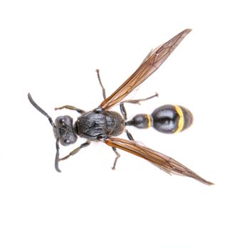 Black insect whith yellow stripes isolated on the white background