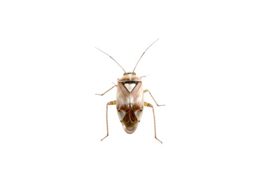 Brown shield bug isolated on a white background