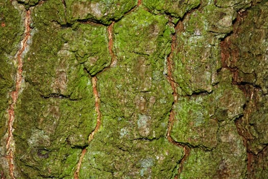 Nice detailed macro brown green tree terk