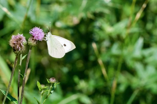 White butterfly sitting on the violet thistle