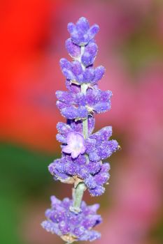 Nice violet levander blossom on the blurred background