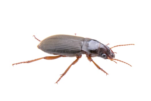 Brown bug isolated on a white background