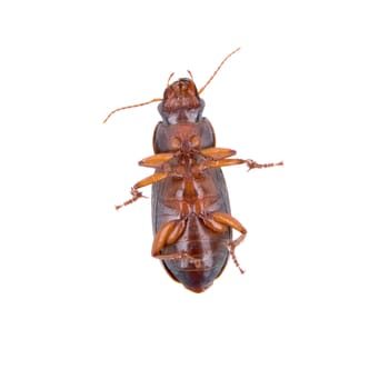 Brown bug isolated on a white background