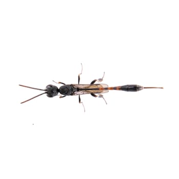 Black insect isolated on the white background