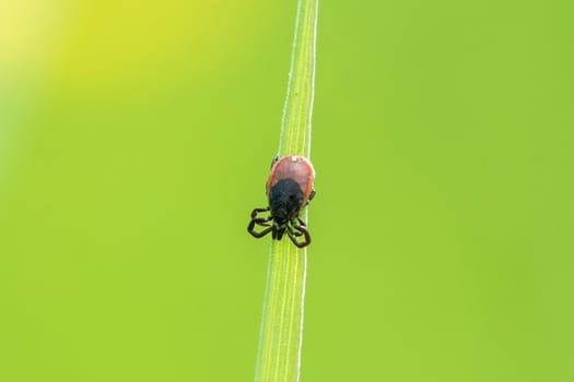 Tick ​​sitting on a leaf of grass with green background