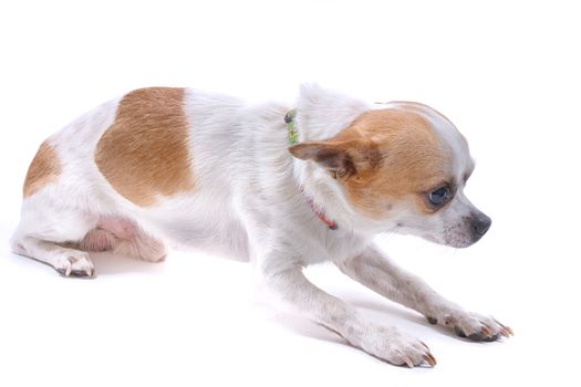 Nice chihuahua dog portrait on white background.