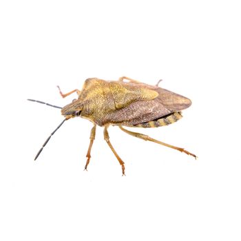 Brown shield bug isolated on a white background