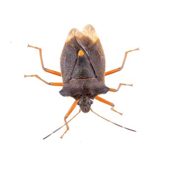 Brown shield bug isolated on a white background