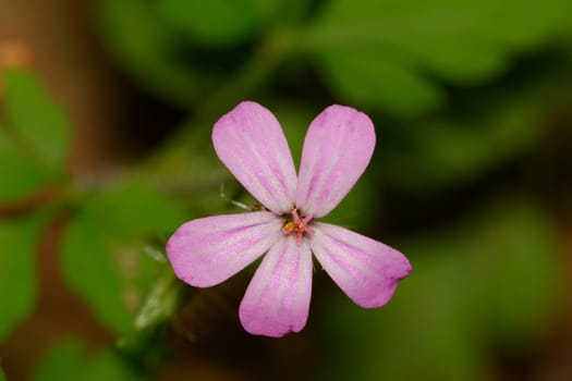 Pink flower with a blurred green background