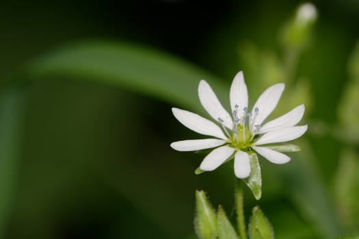 White flower with blurred green background