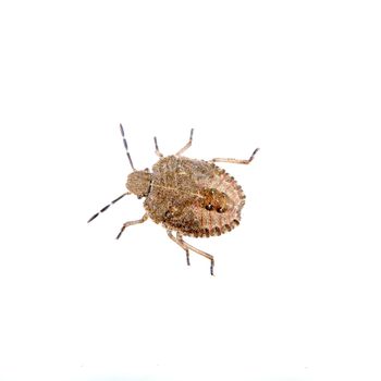 Brown shield bug isolated on a white background