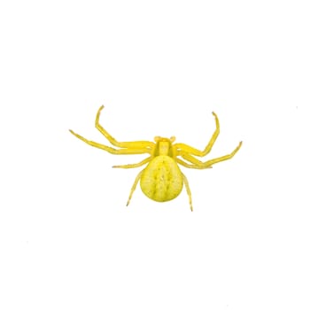 Green spider isolated on a white background