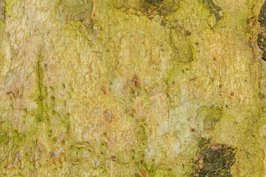 Nice detailed macro brown green tree terk