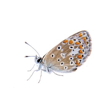 Colored butterfly isolated on the white background