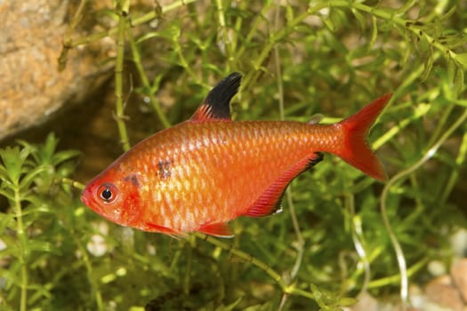 Red tetra fish in a aquarium with blurred background