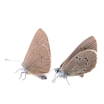 Two brown butterflies isolated on a black background