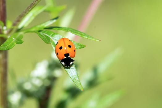 Ladybug sitting on a green leaf plants