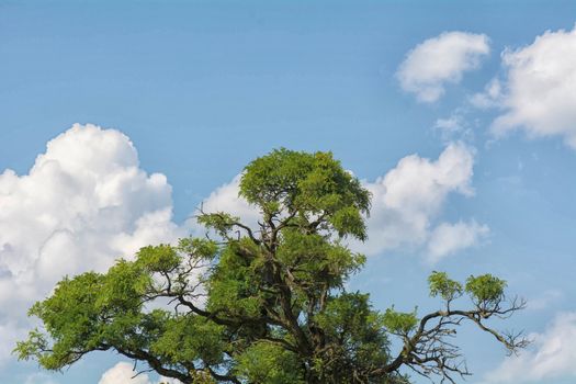 Old acacia with sky on the background