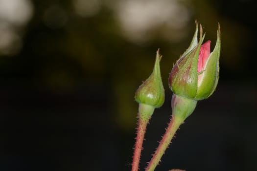 Two buds of roses on a dark background