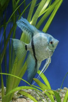 Cichlid fish from genus Pterophyllum in the aquarium