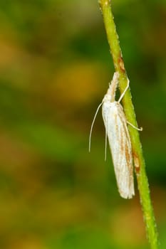 Grey moth sitting on the stem of plant