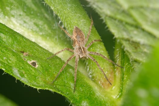 Brown spider sitting on a green leaf