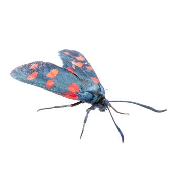 Six-spot burnet isolated on the white background