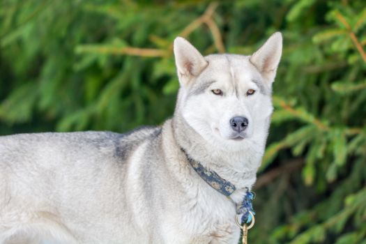 Grey dog with blurred green background