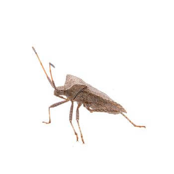 Brown Dock Bug isolated on a white background