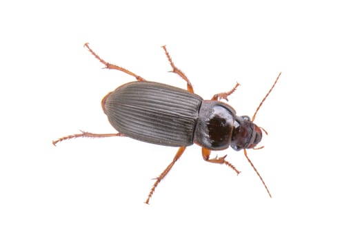 Brown bug isolated on a white background