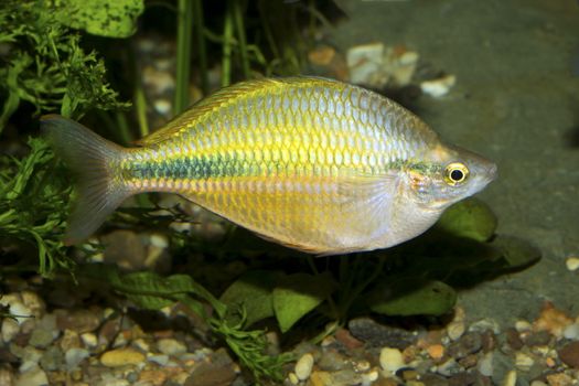 Rainbow fish from genus Melanotaenia in aquarium.