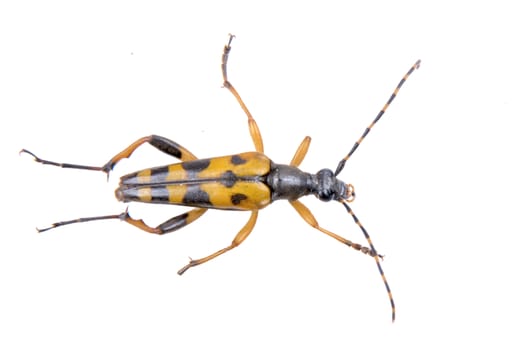 Yellow black bug isolated on a white background