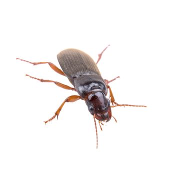 Brown bug isolated on a white background