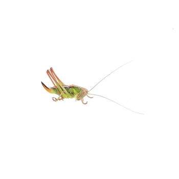 Green brown grasshopper isolated on a white background