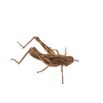 Brown grasshopper isolated on a white background