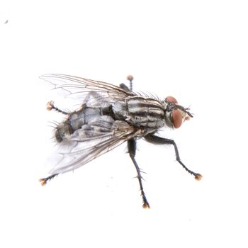 Black fly isolated on a white background