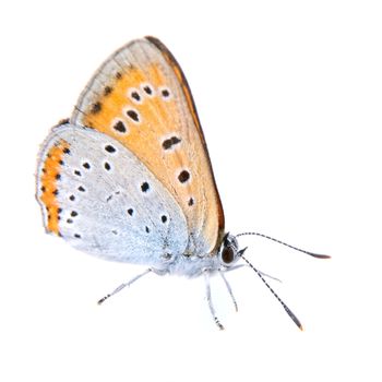 Colored butterfly sitting isolated on the white background