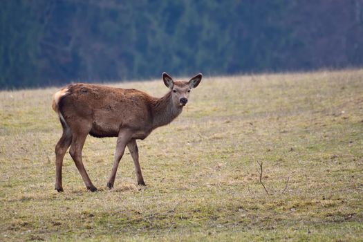Female deer grazing in a meadow near the forest
