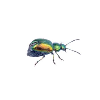 Metal green bug isolated on a white background