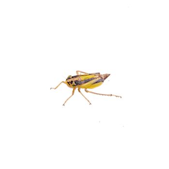 Small brown insect isolated on a white background