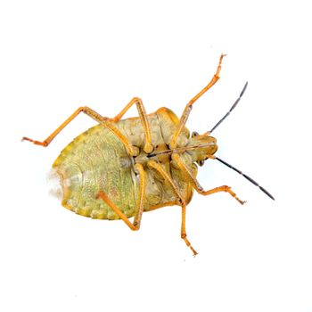 Brown shield bug isolated on a white background