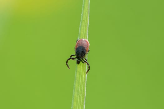 Tick ​​sitting on a leaf of grass with green background
